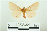 三條橙燈蛾藏品圖，第1張