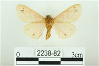 三條橙燈蛾藏品圖，第2張