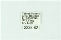 三條橙燈蛾藏品圖，第3張