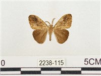 小白紋毒蛾藏品圖，第1張