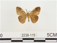 小白紋毒蛾藏品圖，第2張