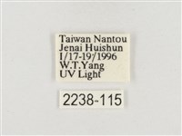 小白紋毒蛾藏品圖，第3張