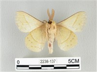 青枯葉蛾藏品圖，第2張