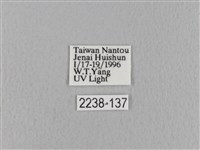 青枯葉蛾藏品圖，第3張