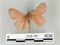 馬尾松枯葉蛾藏品圖，第2張