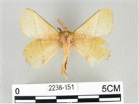 青枯葉蛾藏品圖，第1張