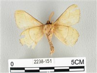 青枯葉蛾藏品圖，第2張