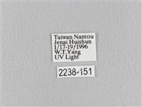 青枯葉蛾藏品圖，第3張