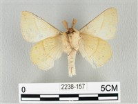 青枯葉蛾藏品圖，第2張