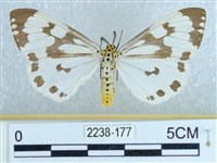 粉蝶燈蛾藏品圖，第1張