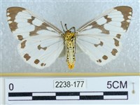 粉蝶燈蛾藏品圖，第2張