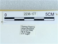 粉蝶燈蛾藏品圖，第3張