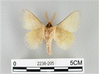 青枯葉蛾藏品圖，第2張