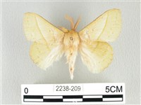 青枯葉蛾藏品圖，第1張