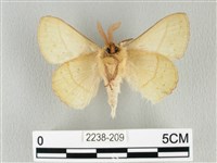 青枯葉蛾藏品圖，第2張