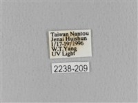 青枯葉蛾藏品圖，第3張