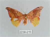 接骨木帶鉤蛾藏品圖，第1張