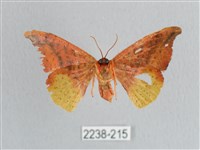 接骨木帶鉤蛾藏品圖，第2張