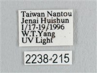 接骨木帶鉤蛾藏品圖，第3張