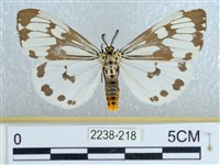 粉蝶燈蛾藏品圖，第1張