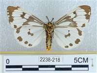 粉蝶燈蛾藏品圖，第2張