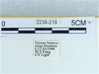 粉蝶燈蛾藏品圖，第3張