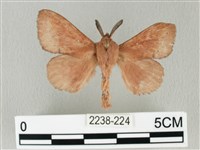 馬尾松枯葉蛾藏品圖，第1張