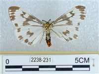 粉蝶燈蛾藏品圖，第2張