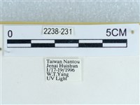 粉蝶燈蛾藏品圖，第3張