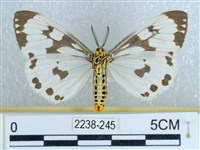 粉蝶燈蛾藏品圖，第2張