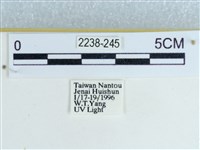 粉蝶燈蛾藏品圖，第3張