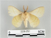 青枯葉蛾藏品圖，第2張