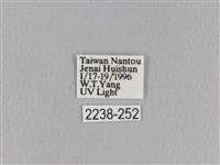 青枯葉蛾藏品圖，第3張