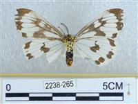 粉蝶燈蛾藏品圖，第2張