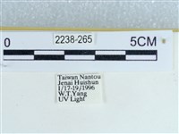 粉蝶燈蛾藏品圖，第3張