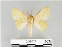 青枯葉蛾藏品圖，第1張