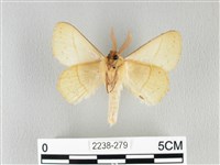 青枯葉蛾藏品圖，第2張