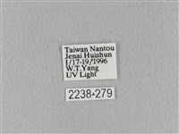 青枯葉蛾藏品圖，第3張