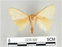 青枯葉蛾藏品圖，第1張