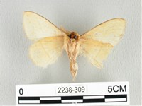 青枯葉蛾藏品圖，第2張