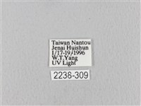 青枯葉蛾藏品圖，第3張