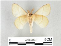 青枯葉蛾藏品圖，第2張