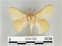 青枯葉蛾藏品圖，第1張