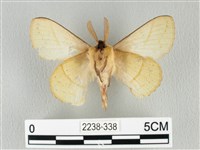 青枯葉蛾藏品圖，第2張