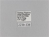 青枯葉蛾藏品圖，第3張