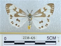 粉蝶燈蛾藏品圖，第1張