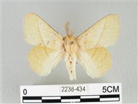 青枯葉蛾藏品圖，第1張