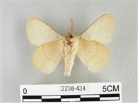 青枯葉蛾藏品圖，第2張