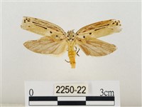 線紋篩蛾藏品圖，第1張