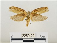 線紋篩蛾藏品圖，第2張